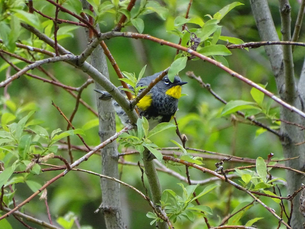 Yellow-rumped Warbler (Audubon's) - Shey Claflin