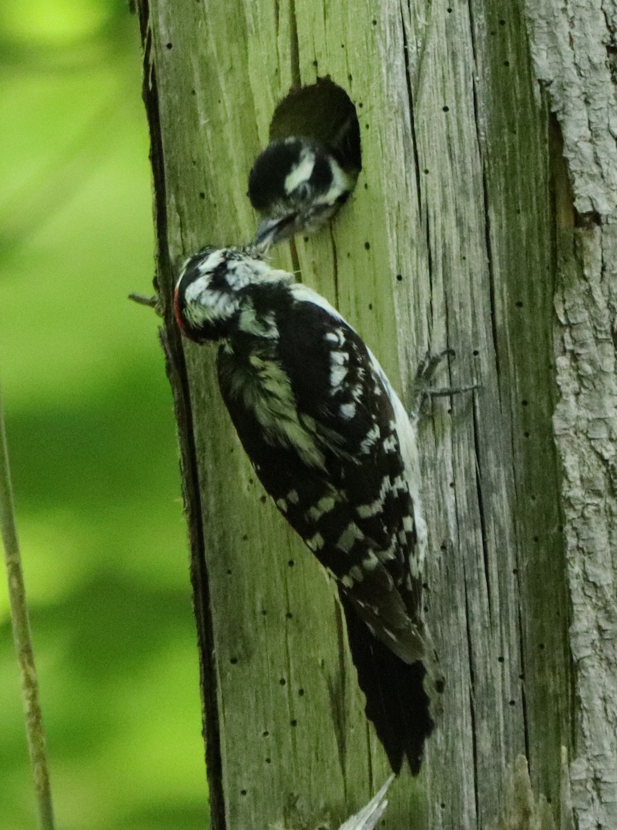 Hairy Woodpecker - valerie heemstra