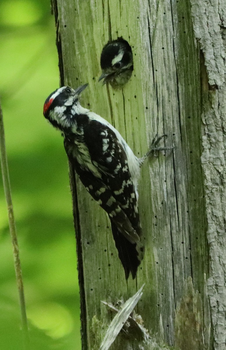 Hairy Woodpecker - ML242254291