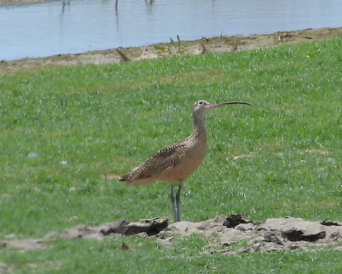 Long-billed Curlew - ML242254741