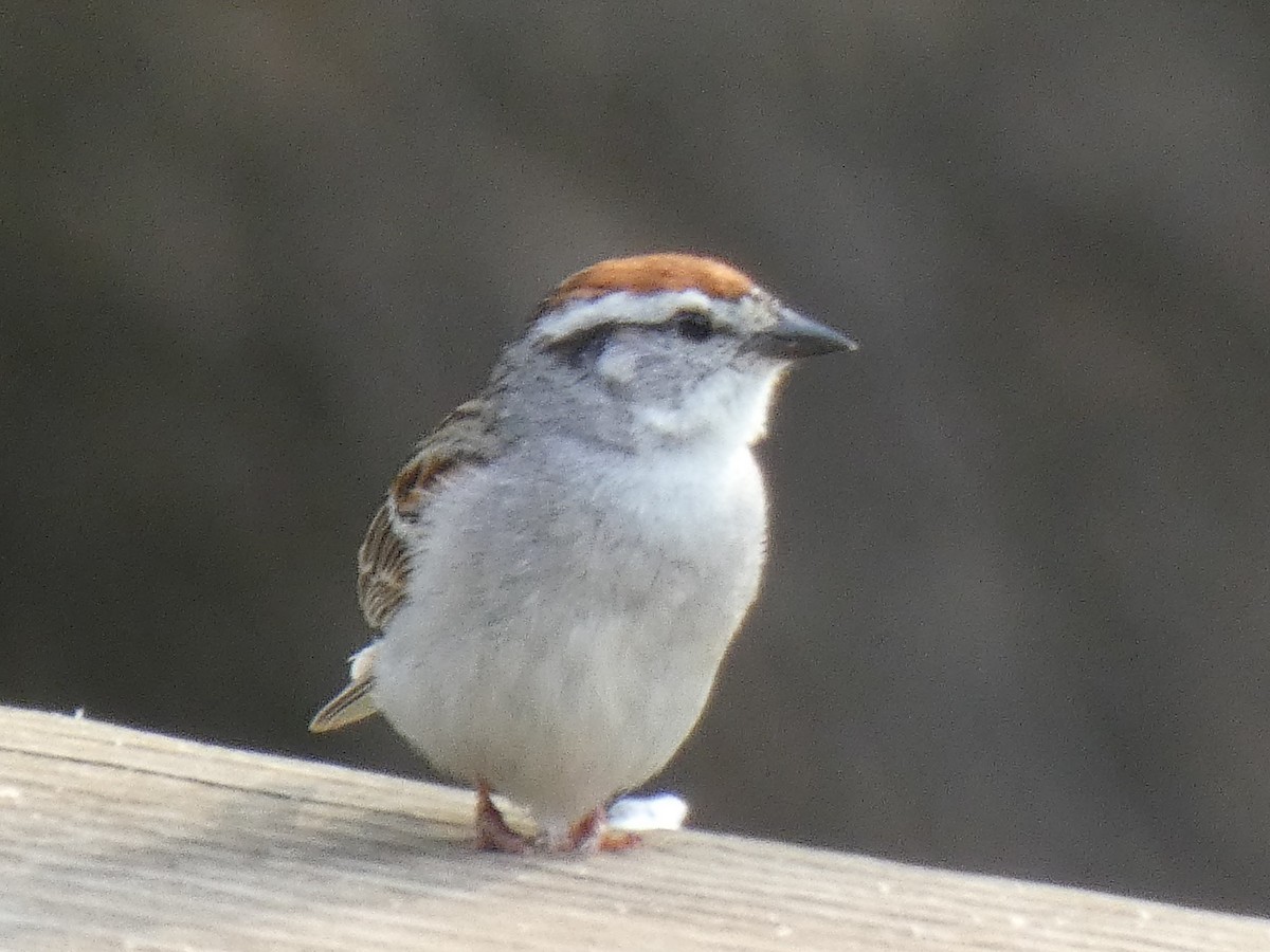 Chipping Sparrow - ML242255111