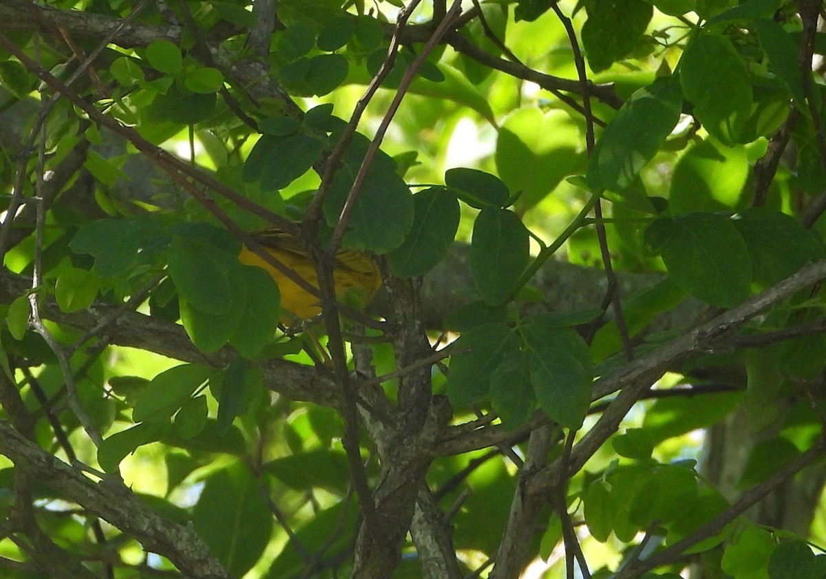 Yellow Warbler - Indira Thirkannad