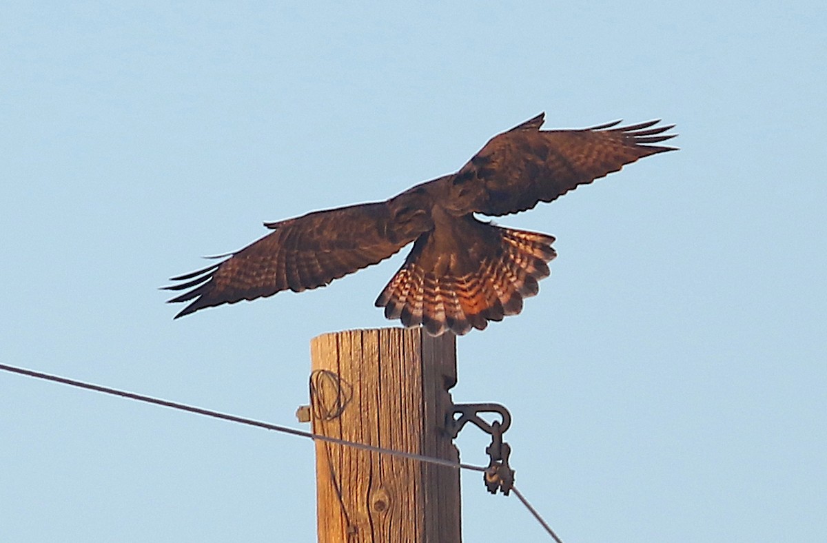 Red-tailed Hawk - Jerry Liguori