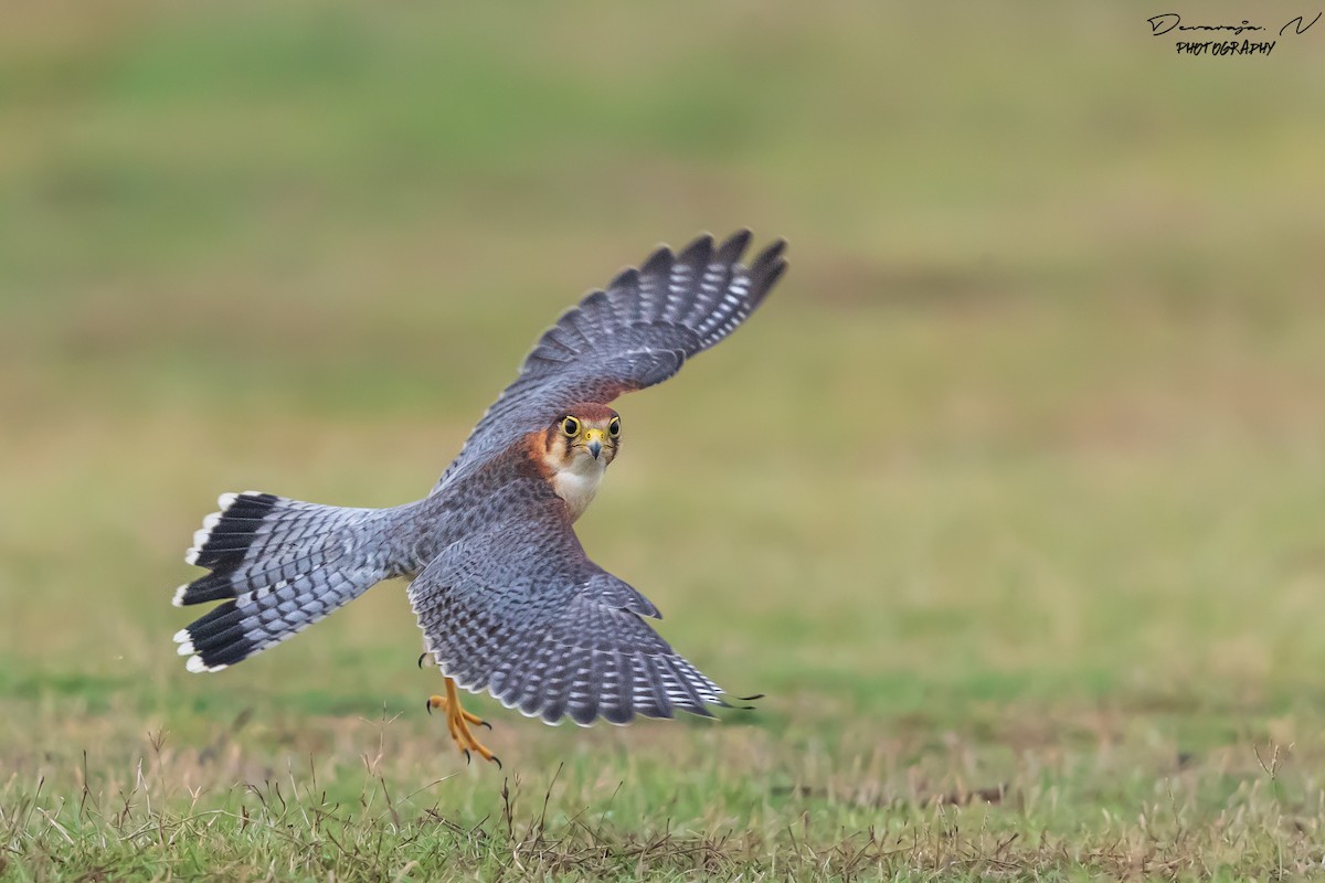 Red-necked Falcon - ML242266001