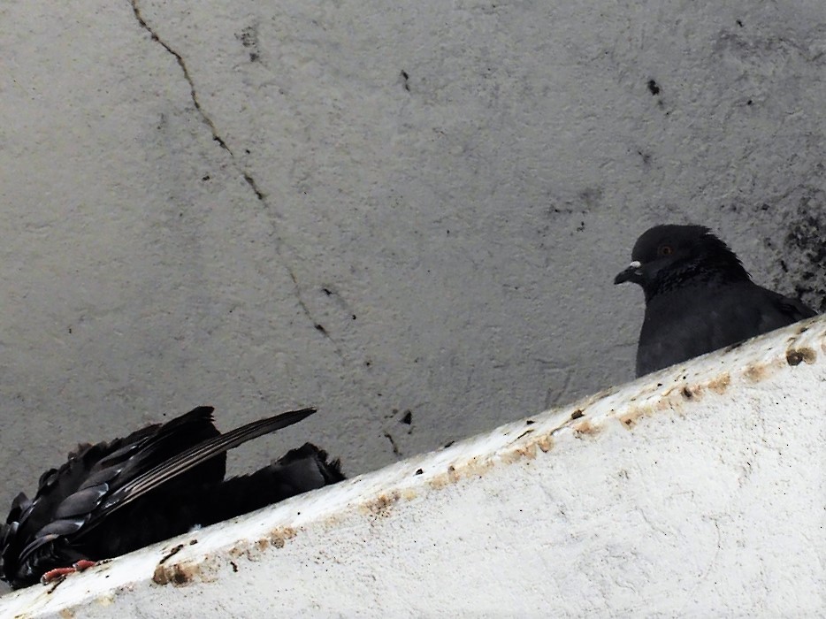 Rock Pigeon (Feral Pigeon) - ML242266171