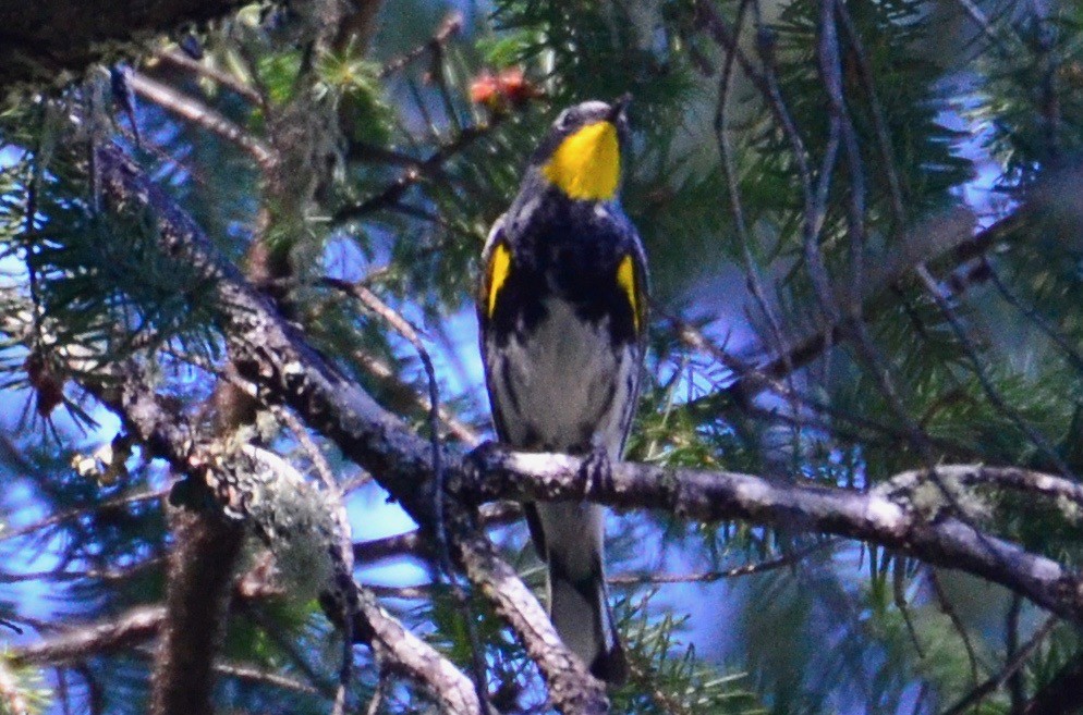 Yellow-rumped Warbler (Audubon's) - Connor Cochrane