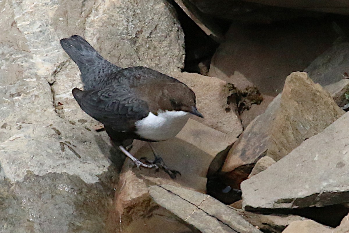 White-throated Dipper - Leith Woodall