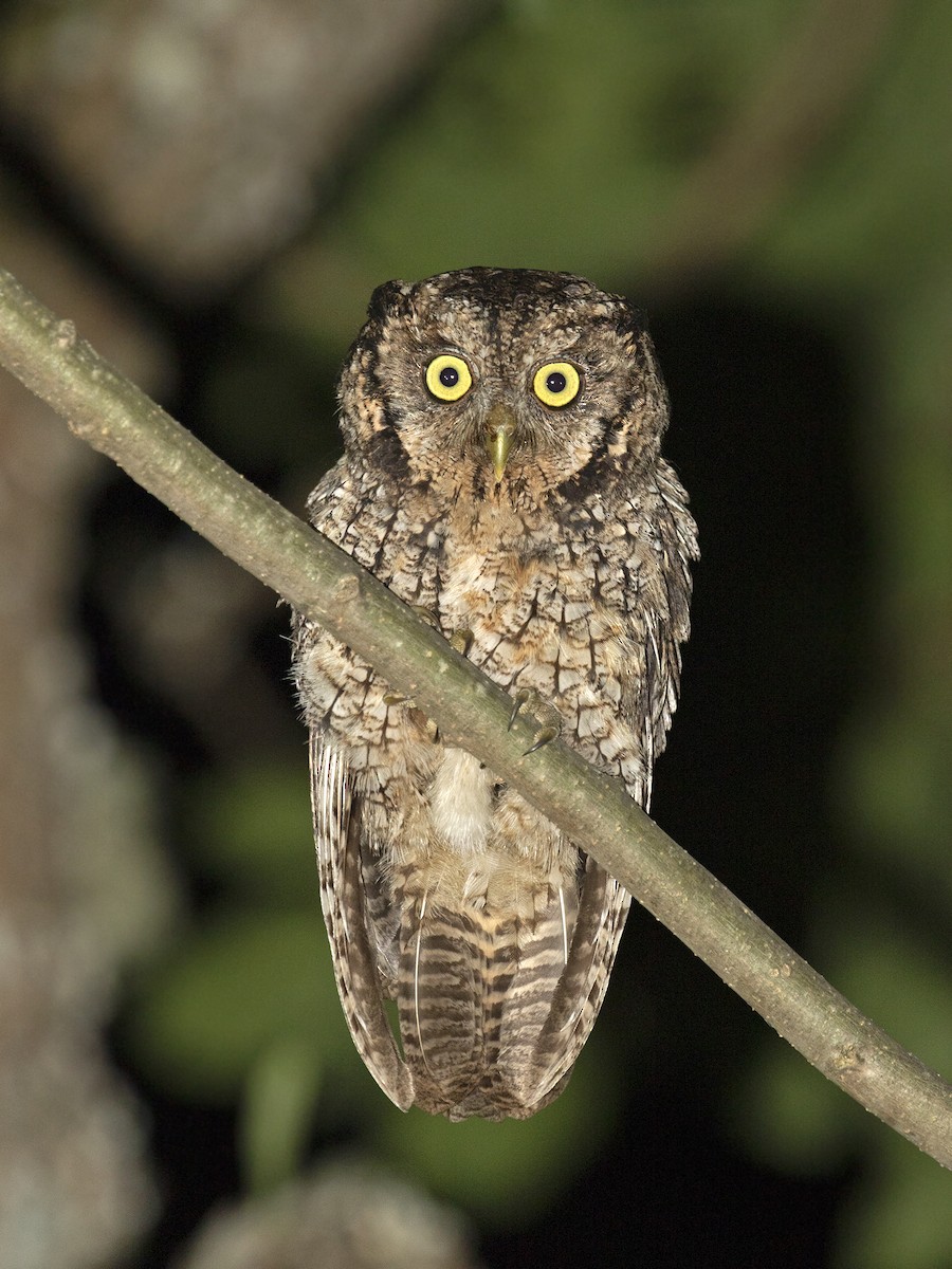 Montane Forest Screech-Owl - ML242275681
