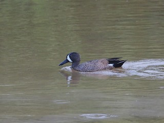 Blue-winged Teal, ML242276071