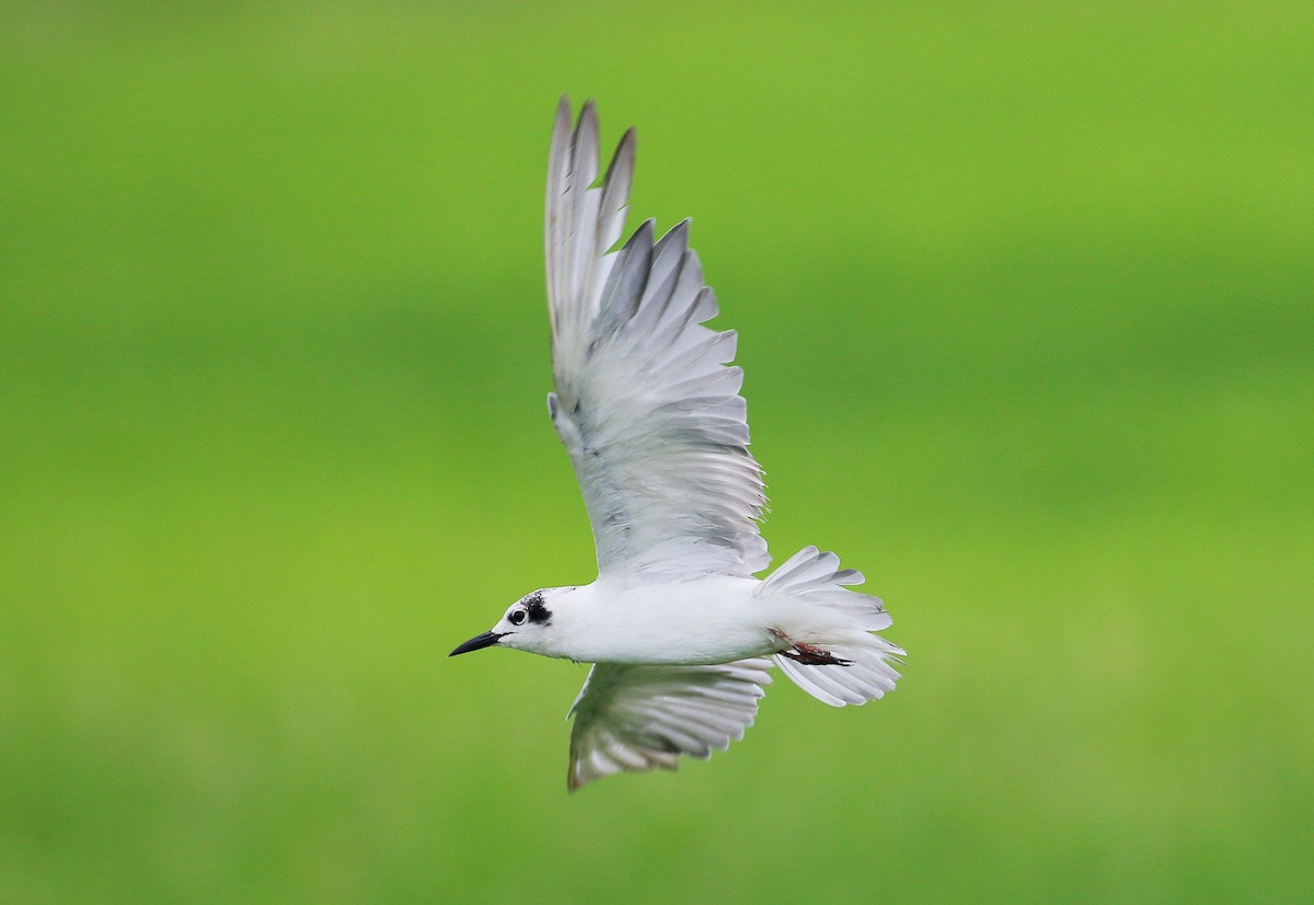 White-winged Tern - ML24227621