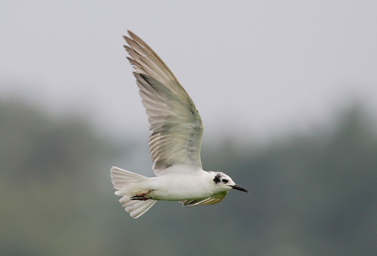 White-winged Tern - ML24227651