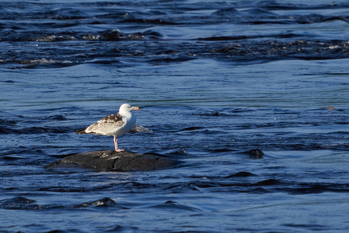 Great Black-backed Gull - Dominique Genna