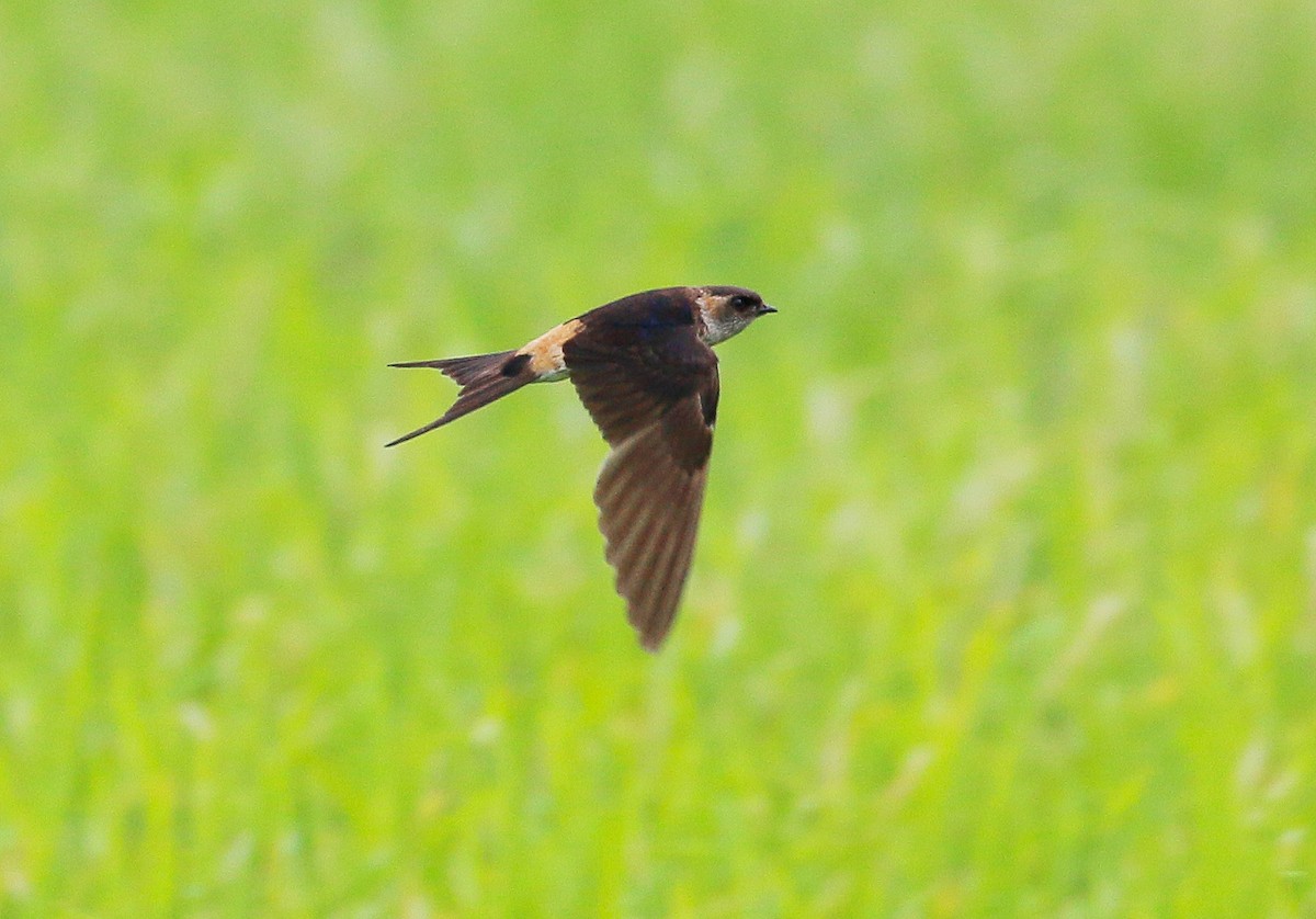 Red-rumped Swallow - ML24227781