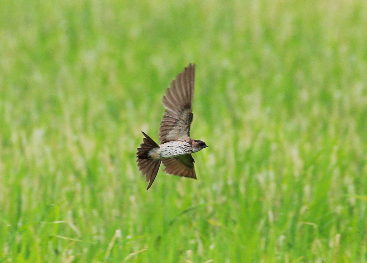 Red-rumped Swallow - ML24227791