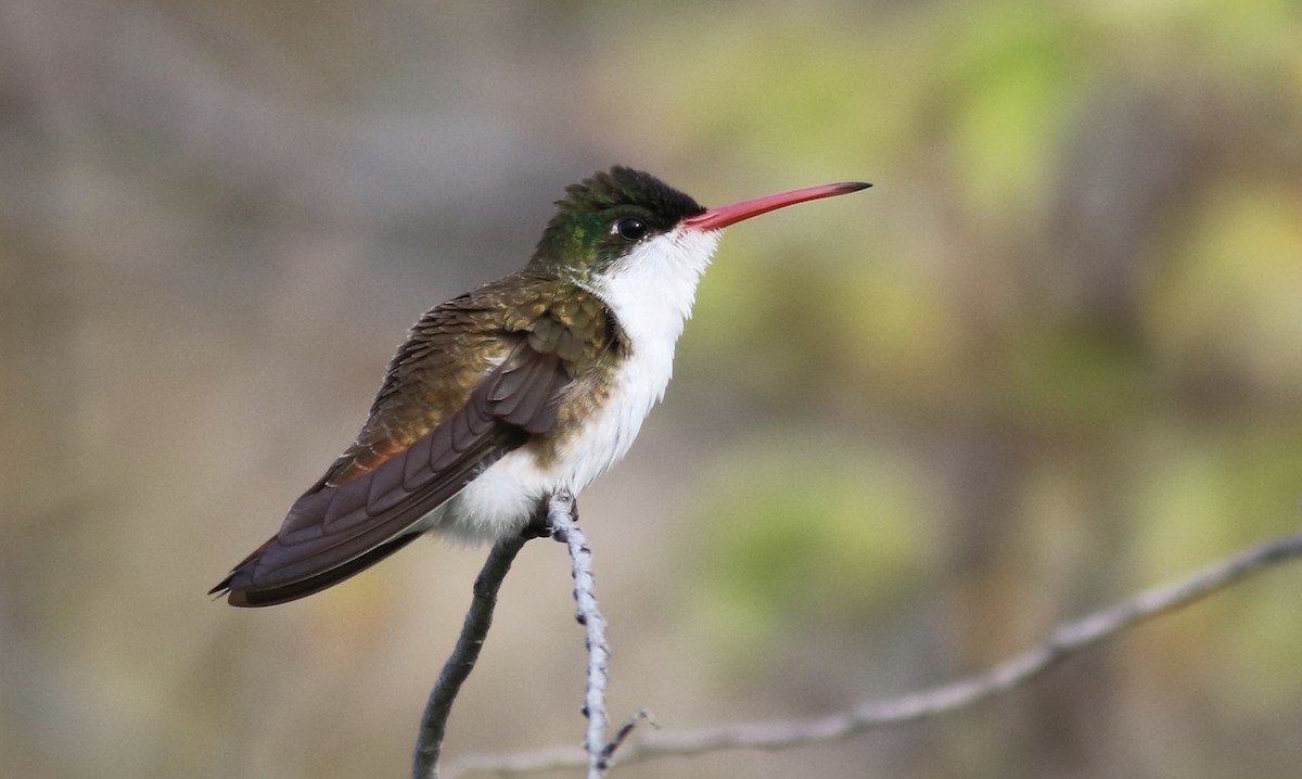 Green-fronted Hummingbird (Green-fronted) - ML242279851