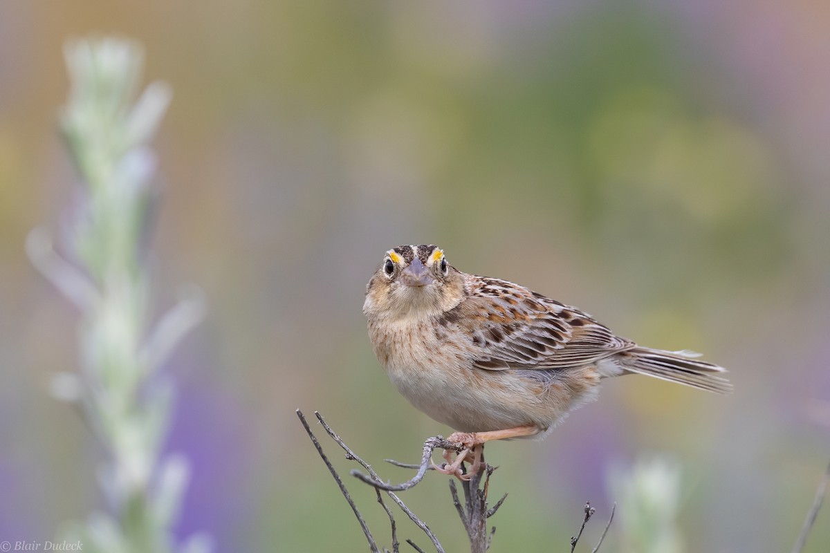 Grasshopper Sparrow - ML242285051