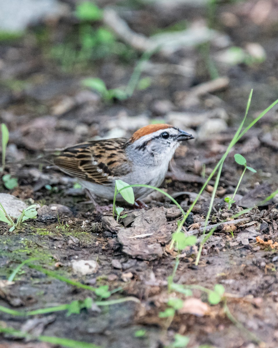 Chipping Sparrow - ML242288161