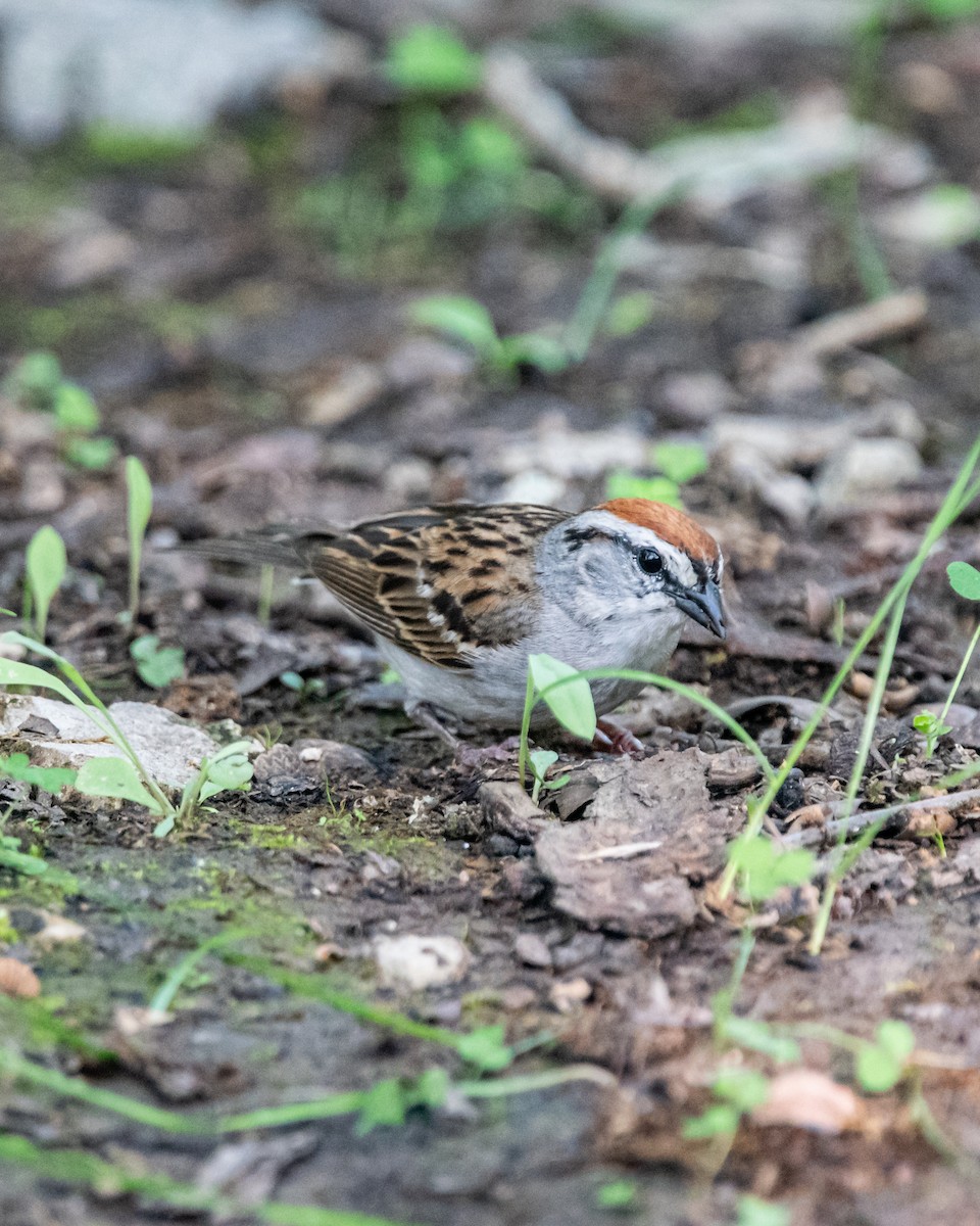Chipping Sparrow - ML242288171