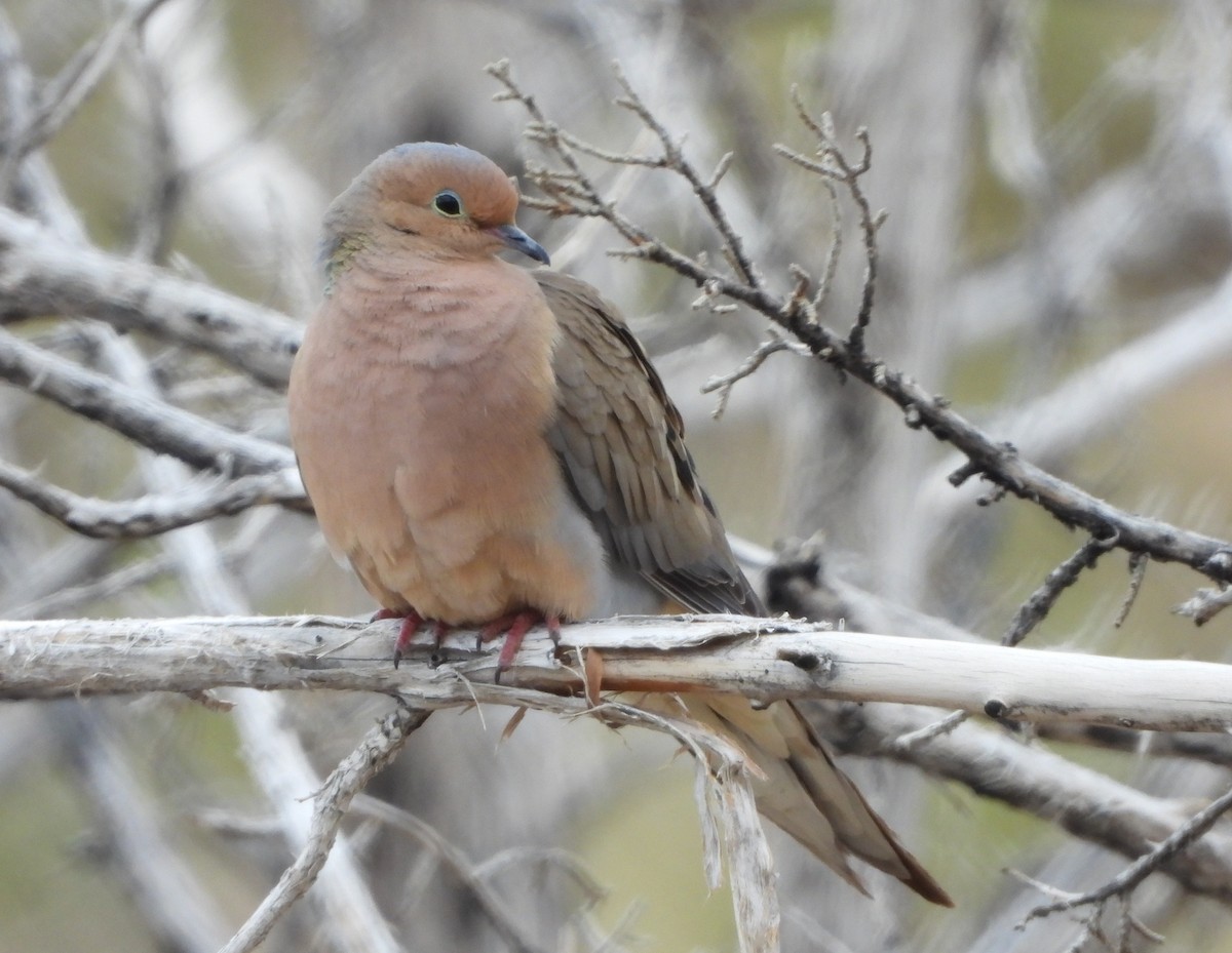 Mourning Dove - Lauri Taylor