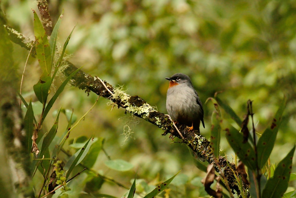 Rufous-throated Solitaire - ML242289531