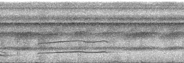 Тиран-плоскодзьоб рудохвостий - ML24229