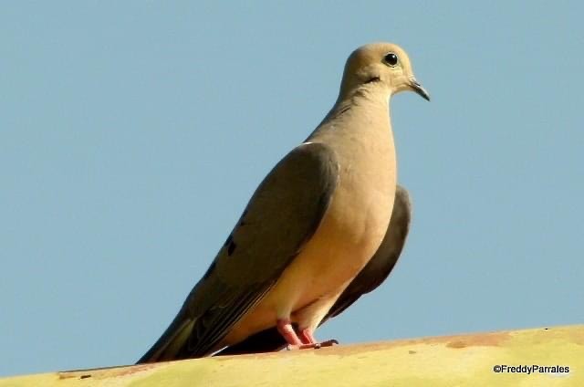 Mourning Dove - Freddy Parrales