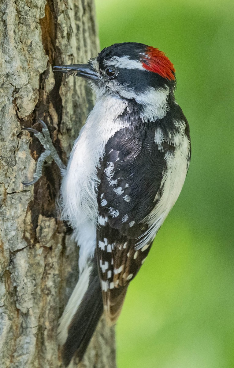 Downy Woodpecker - ML242293651