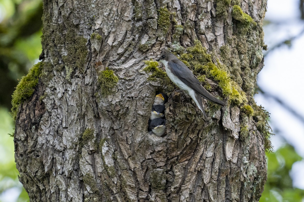 Tree Swallow - ML242294921