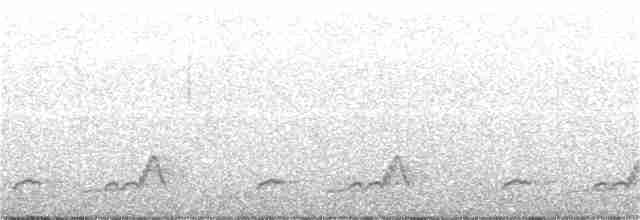 Schwarzkehl-Nachtschwalbe - ML242299391