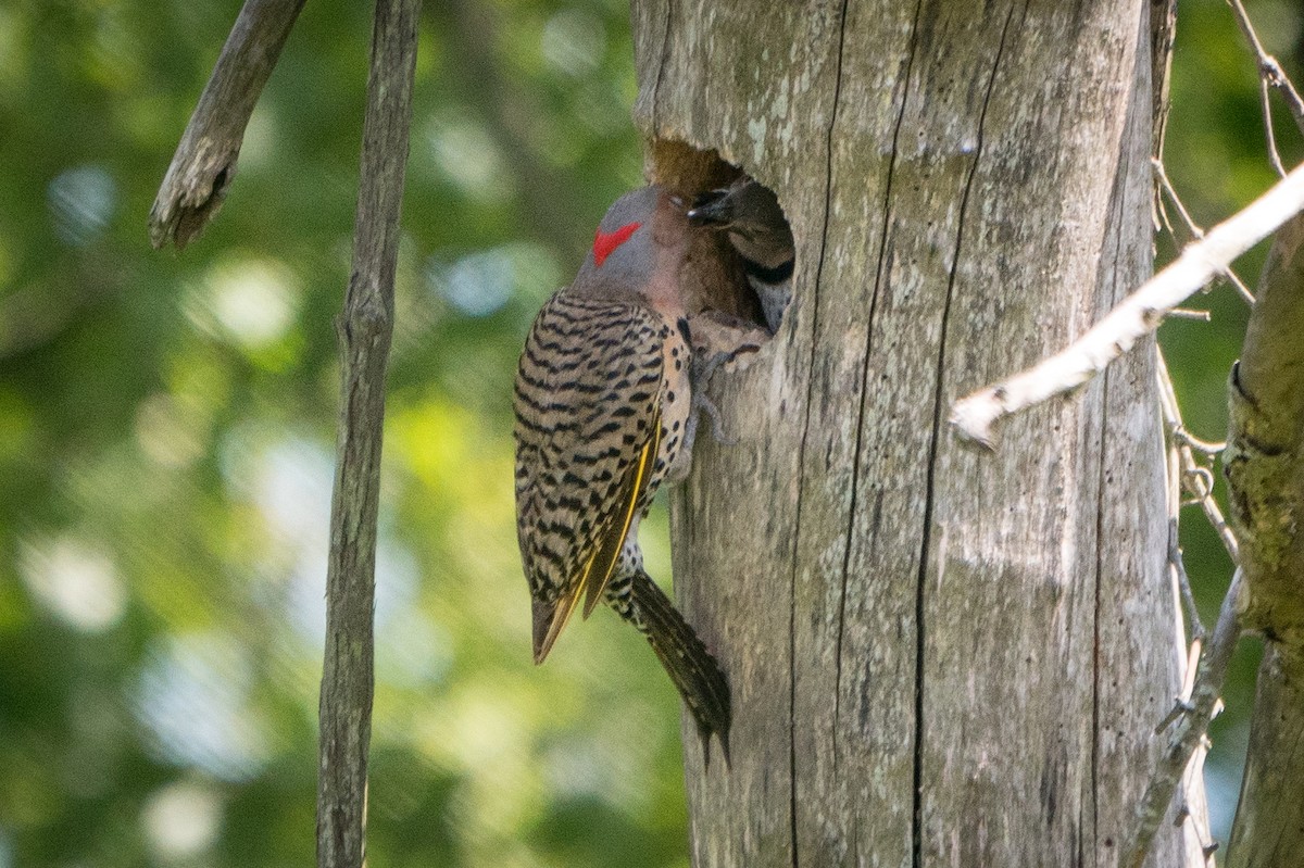 Northern Flicker (Yellow-shafted) - Ed McGee