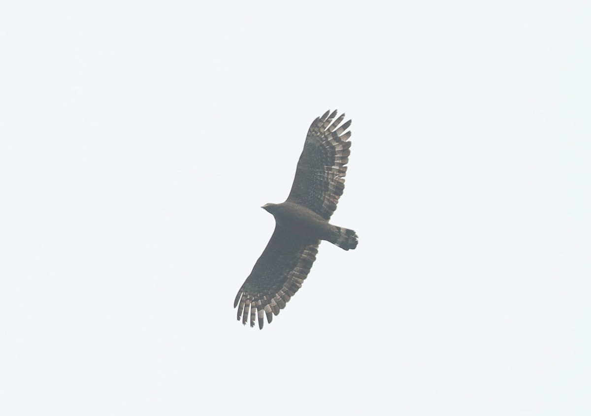 Crested Serpent-Eagle - ML242302451