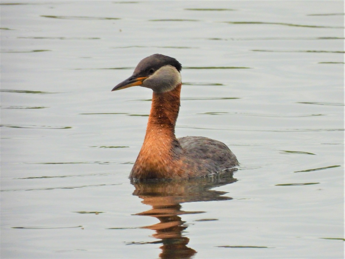 Red-necked Grebe - ML242302921