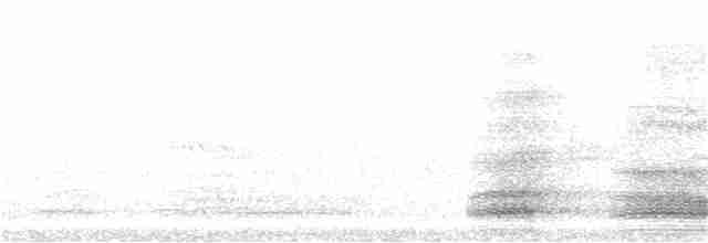 Тасманийский ворон - ML242305331