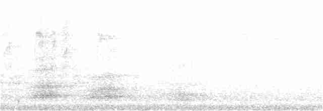 Тасманийский ворон - ML242305371