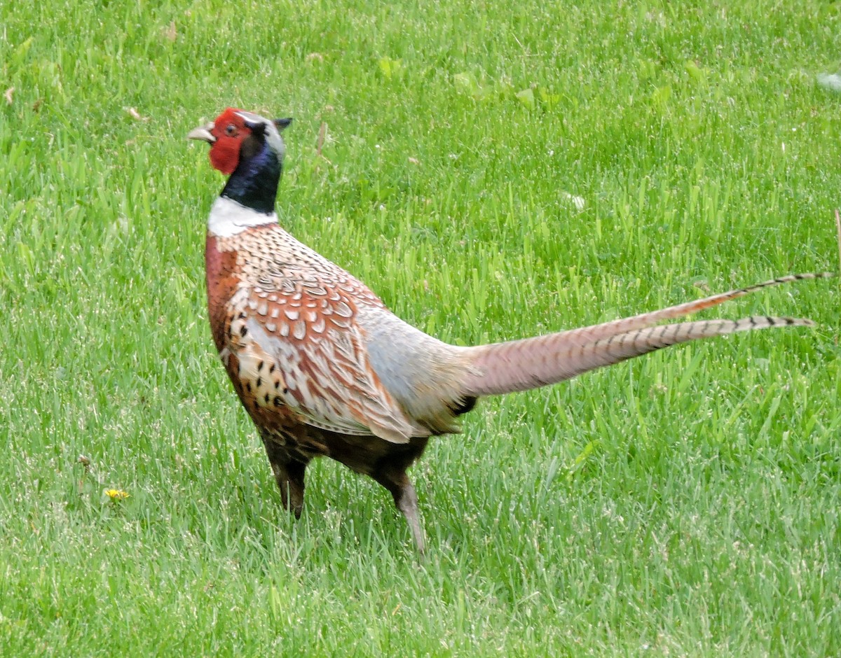 Ring-necked Pheasant - ML242306731