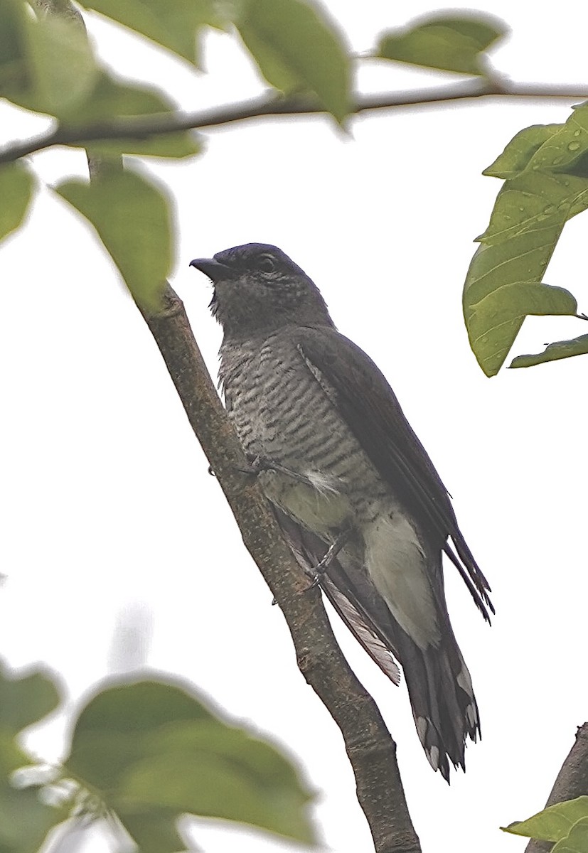 Black-winged Cuckooshrike - Kunal Bamby