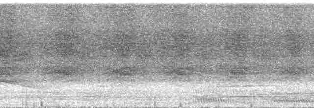 Бледный амазон (farinosa) - ML24231