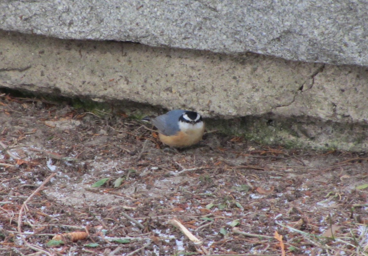 Red-breasted Nuthatch - ML24231241