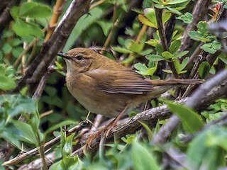  - West Himalayan Bush Warbler