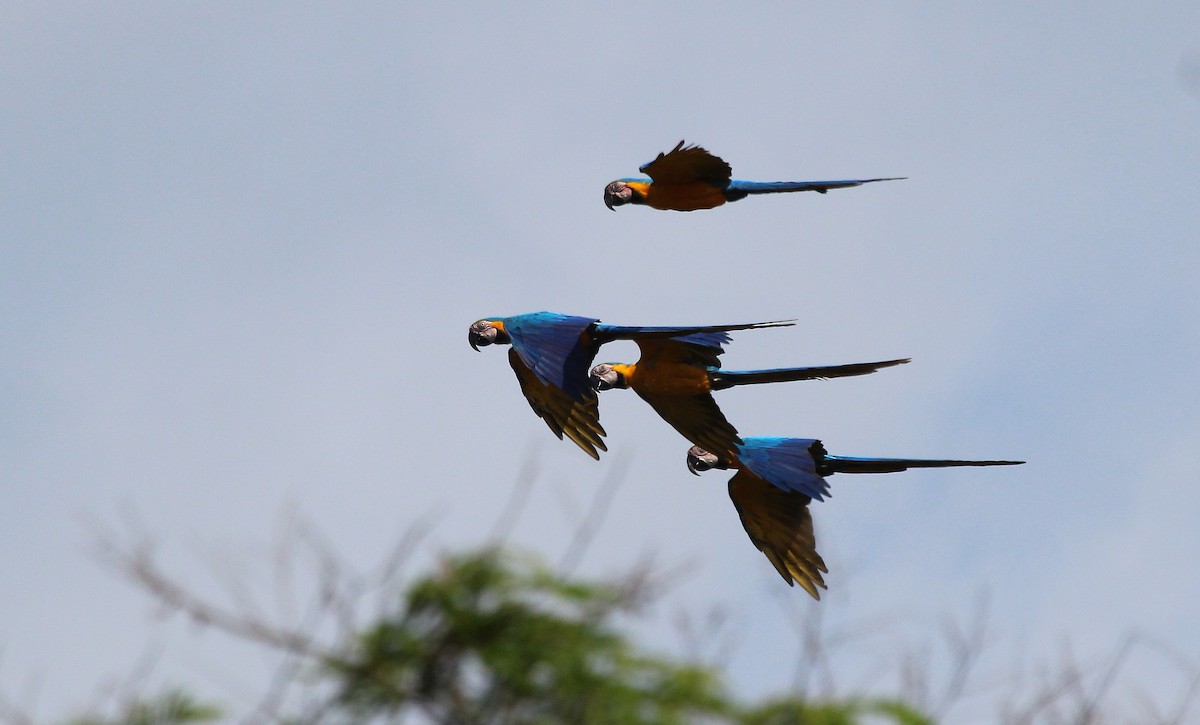 Blue-and-yellow Macaw - ML24231811