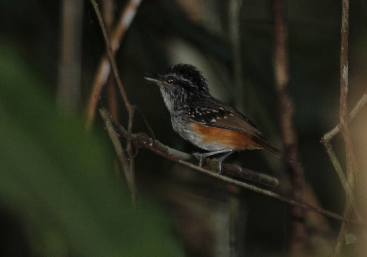 Guianan Warbling-Antbird - ML24231871