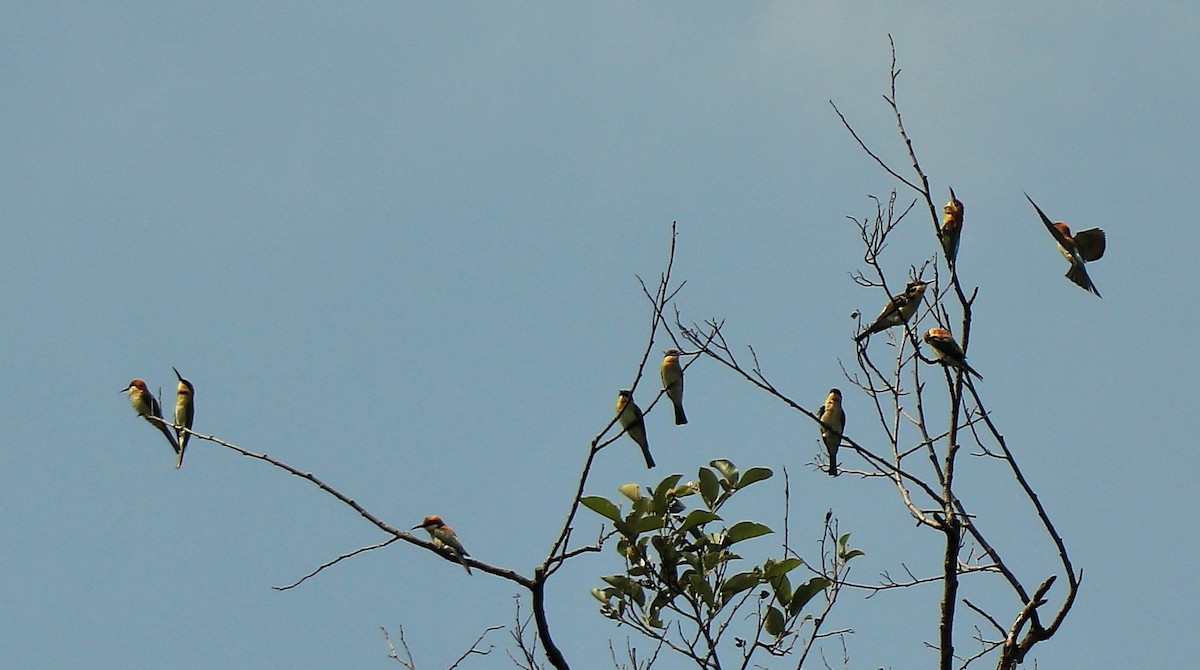 Chestnut-headed Bee-eater - Jaya N Bhandari