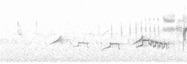 Короткопалый хохлатый жаворонок - ML242322281