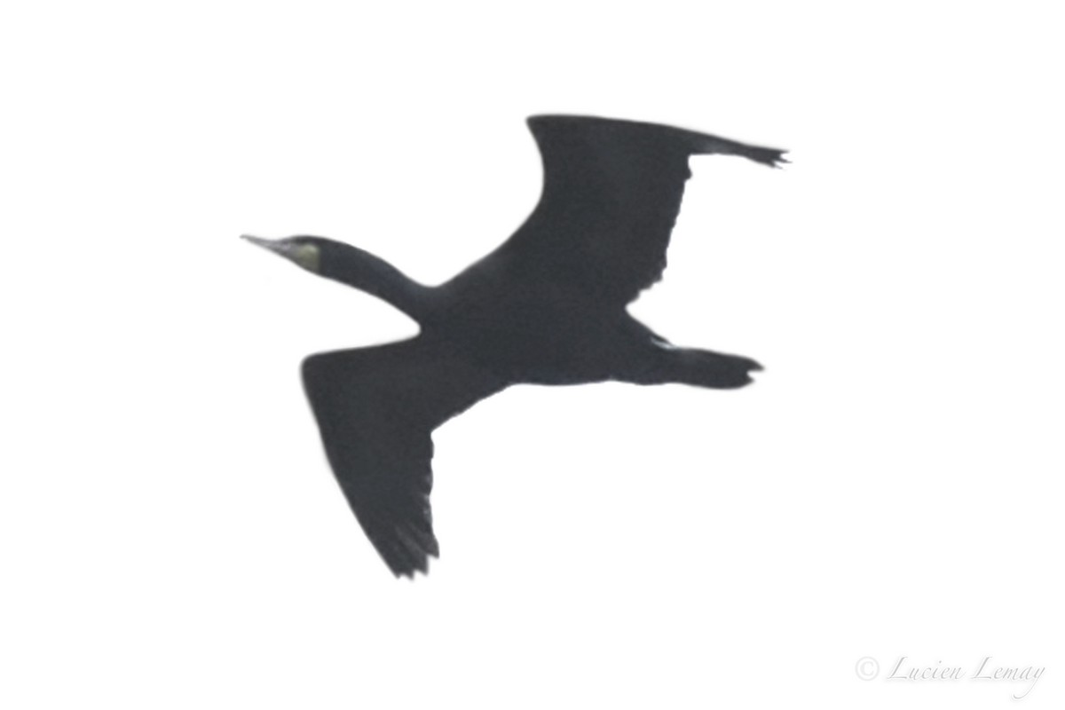 Double-crested Cormorant - ML242324331