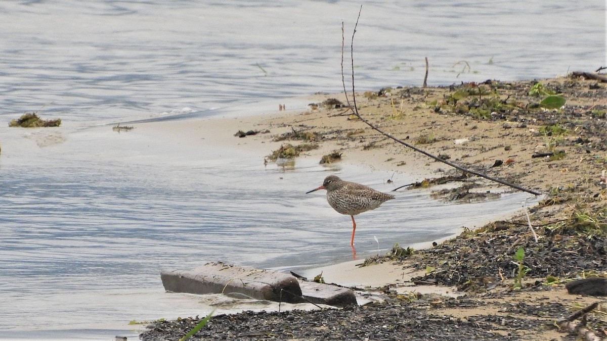 Common Redshank - Andy  Woodward