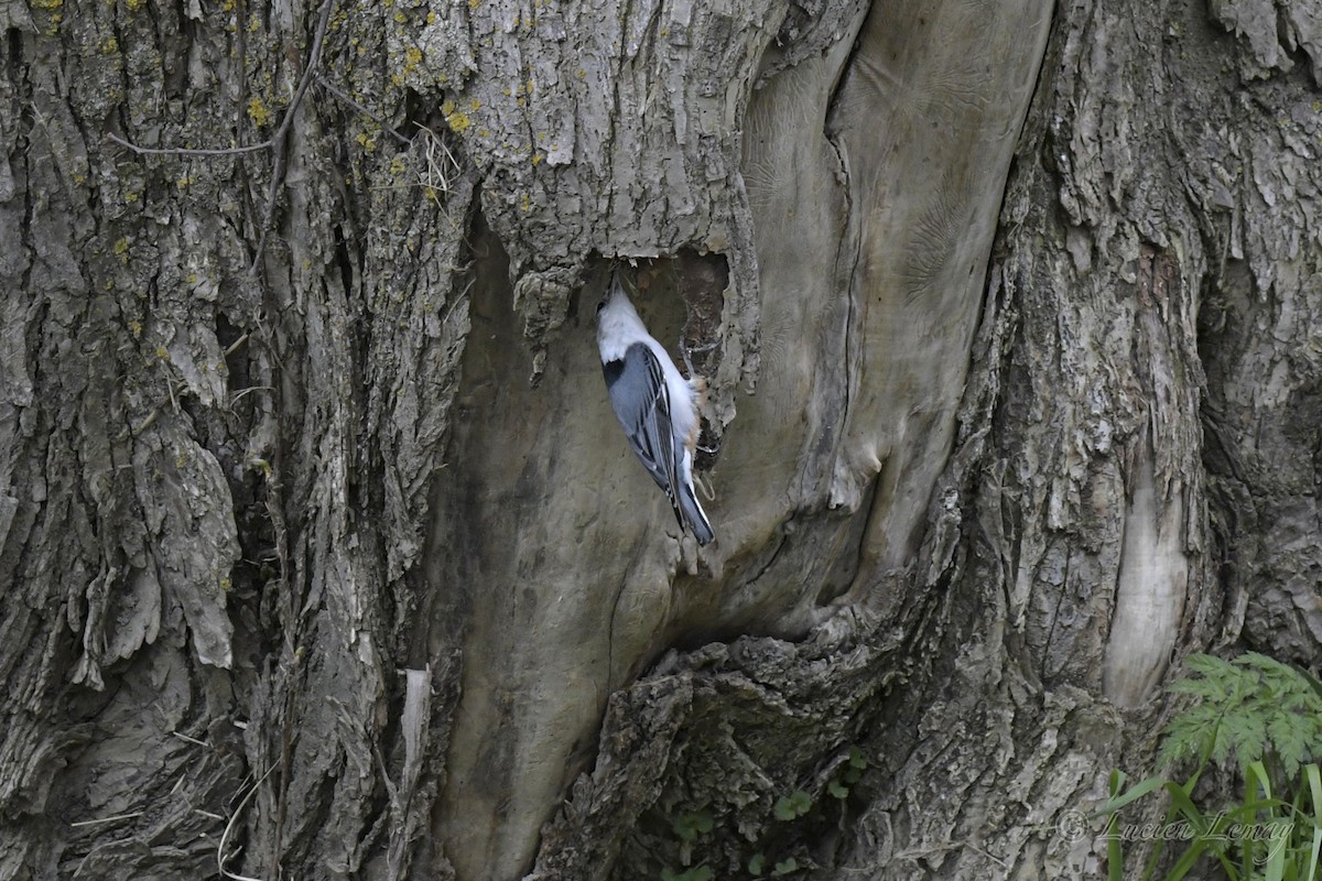 White-breasted Nuthatch - ML242326641