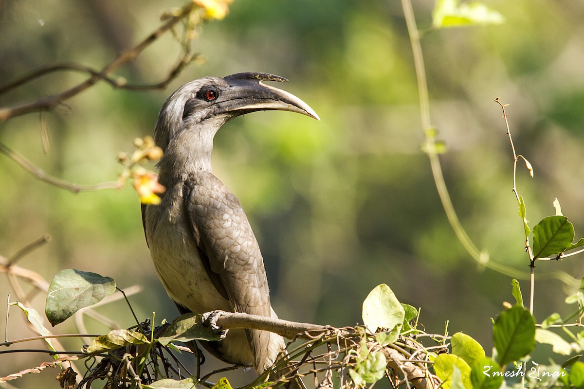 Indian Gray Hornbill - Ramesh Shenai