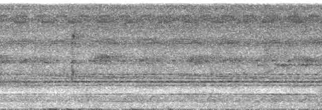Great Tinamou - ML24233