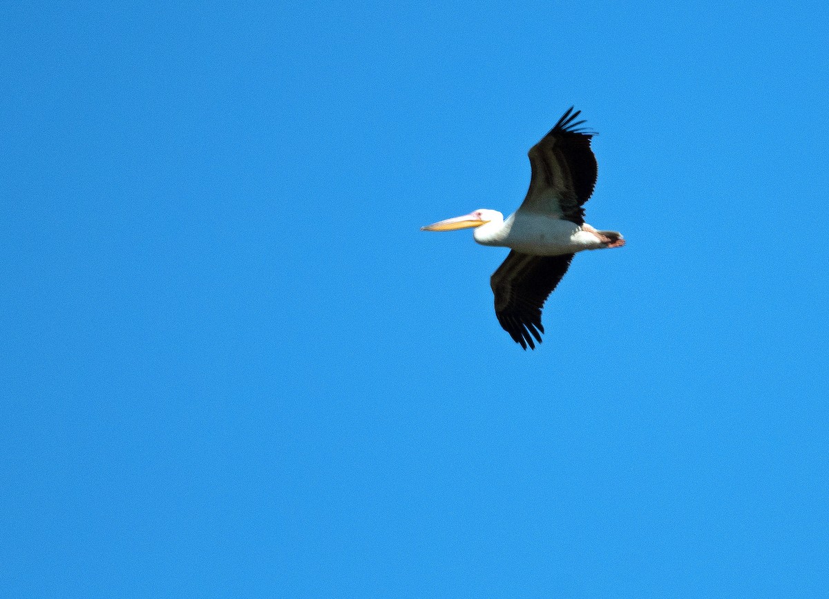 pelikán bílý - ML242330721