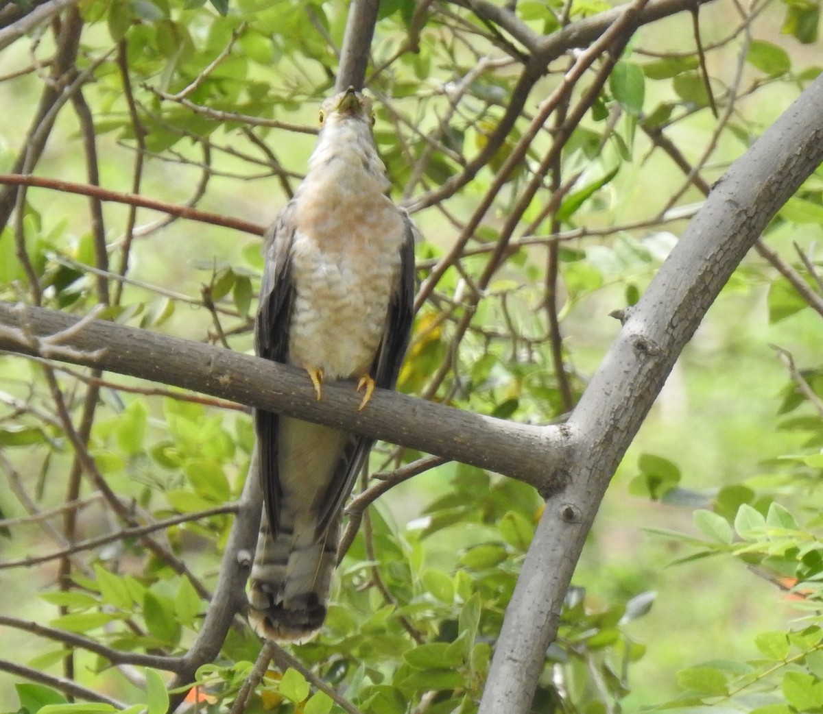 Common Hawk-Cuckoo - ML242340541